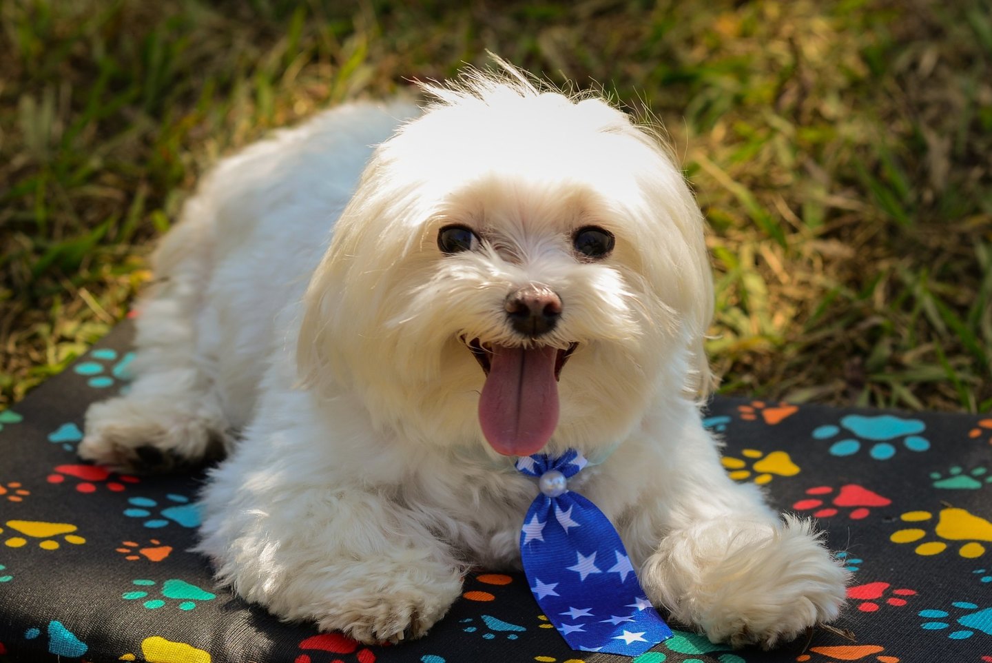 Fotografia de Pet em Brasília Fotografia de Pet em Brasília